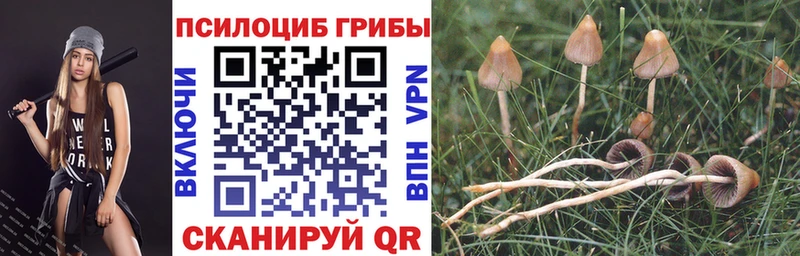 мега tor Ивантеевка Псилоцибиновые грибы Cubensis